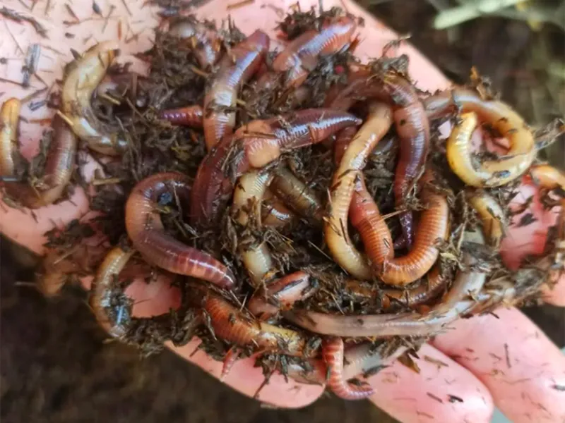 Разводя в компосте червей, вы можете получить для себя и побочный заработок – продавать их рыбакам