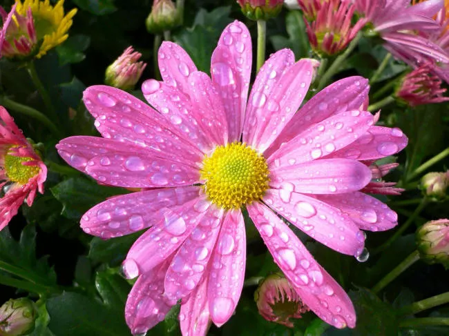 розовая хризантема