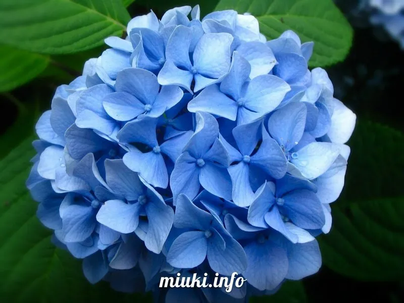 Инфо и фото: цветы в Японии - MIUKI ...